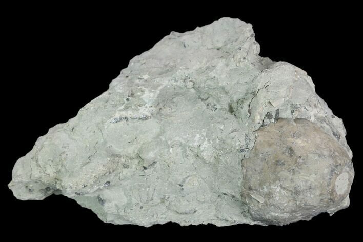 Fossil Crinoid (Eucalyptocrinus) Calyx on Rock - Indiana #127321
